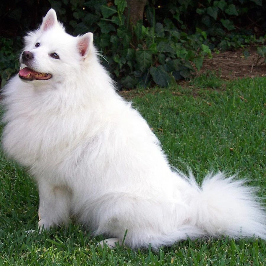 American Eskimo Dog