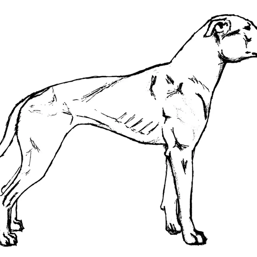 American Pit Bull Terrier