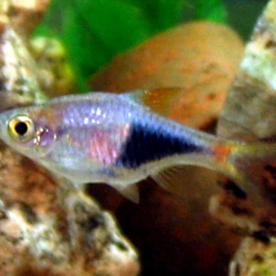 Arlequin Rasbora
