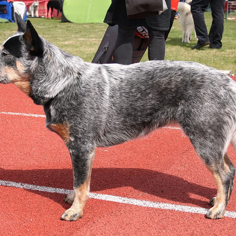 Australian Cattle Dog