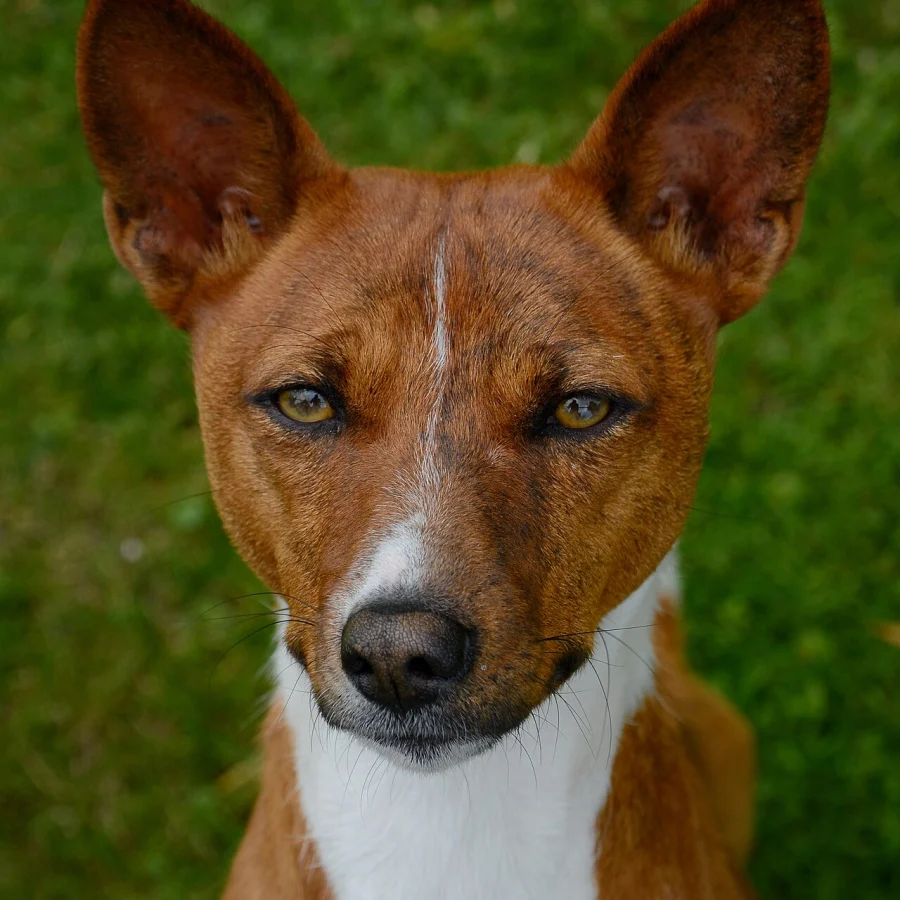 Basenji