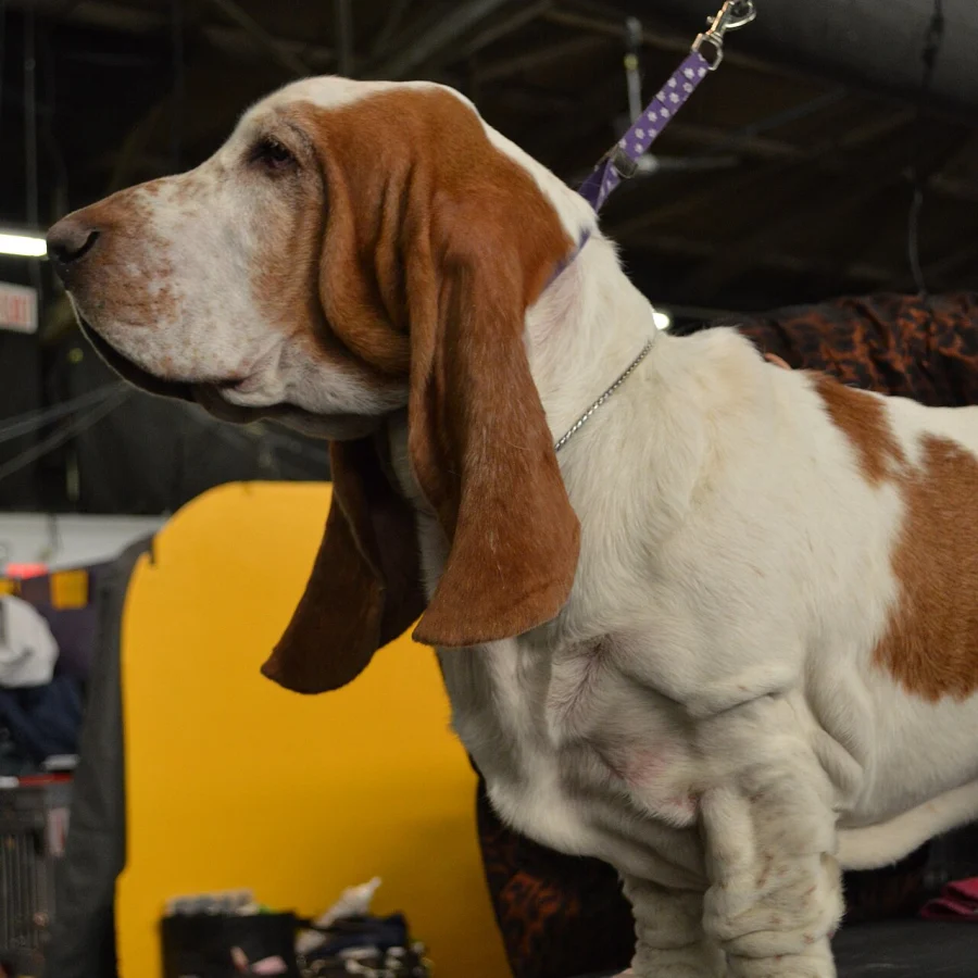 Basset Hound