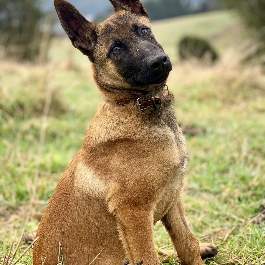 Belgian Malinois