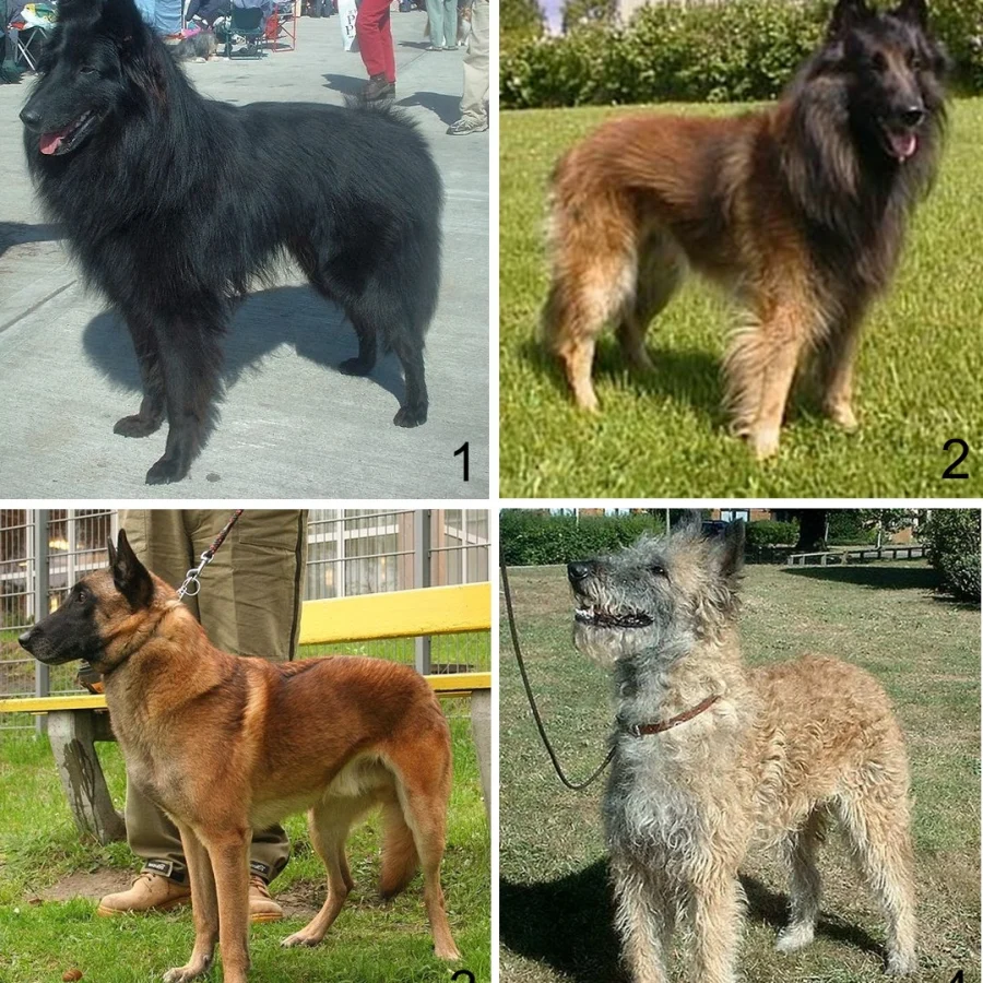 Belgian Shepherd