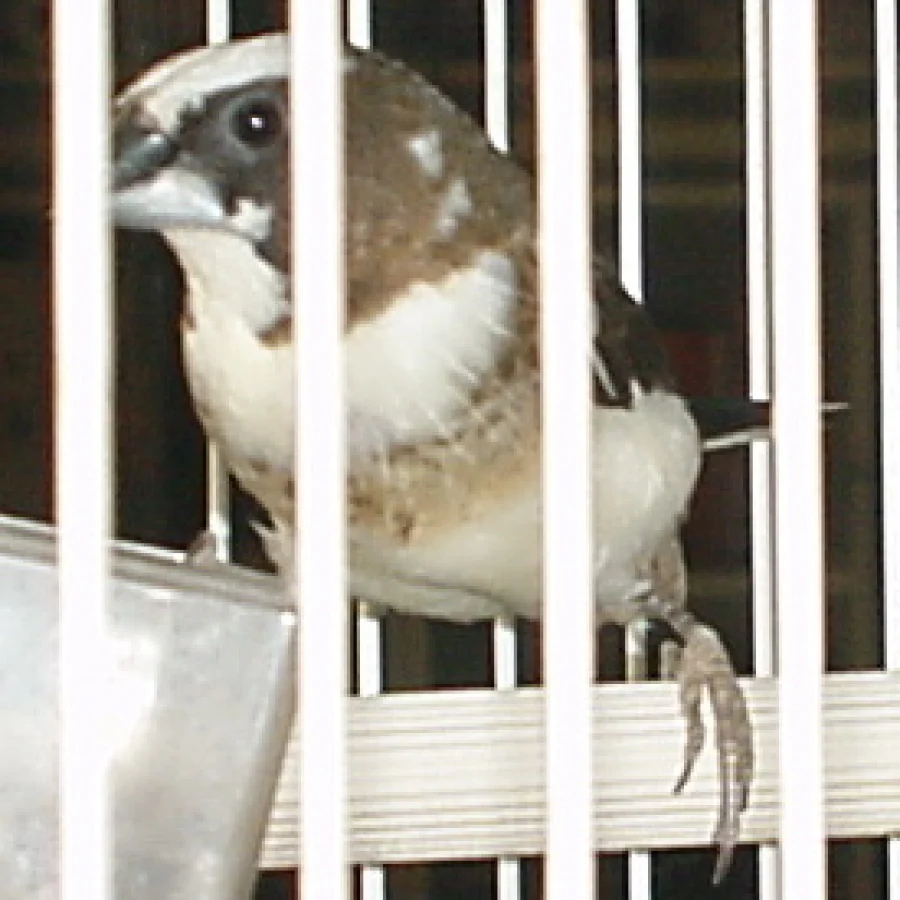 Bengal Finch