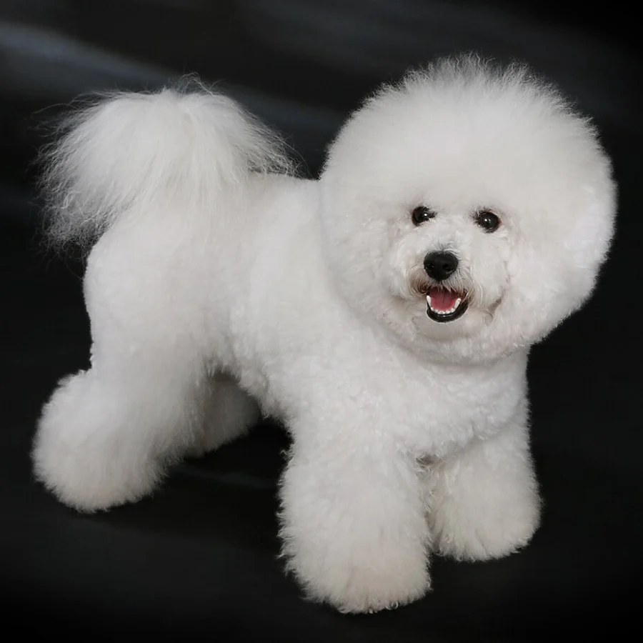 Bichon Frise