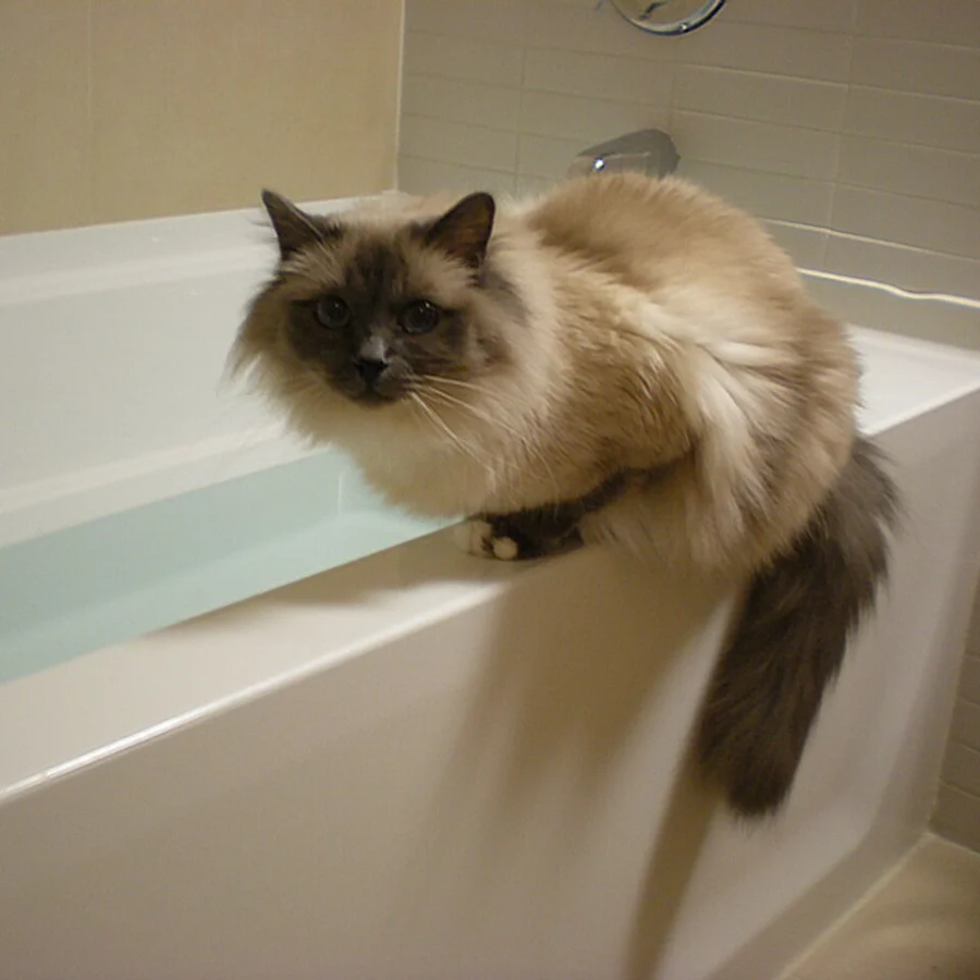 Birman