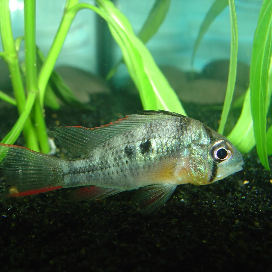 Bolivian Ram
