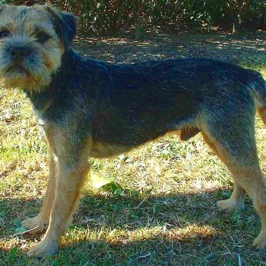 Border Terrier