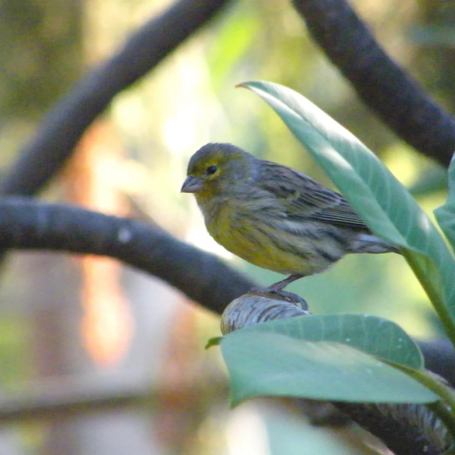 Canary