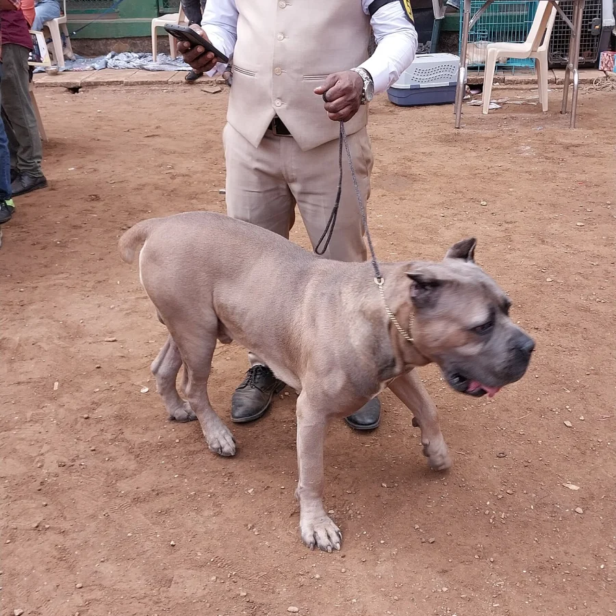 Cane Corso