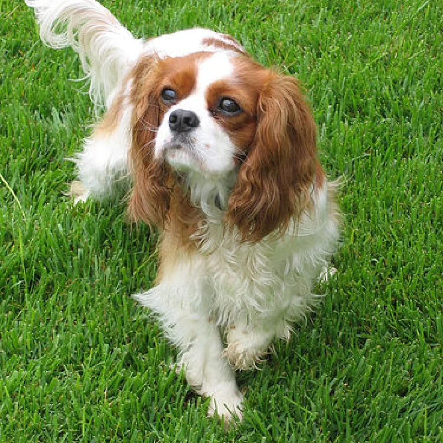 Cavalier King Charles Spaniel