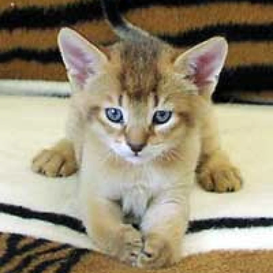 Chausie