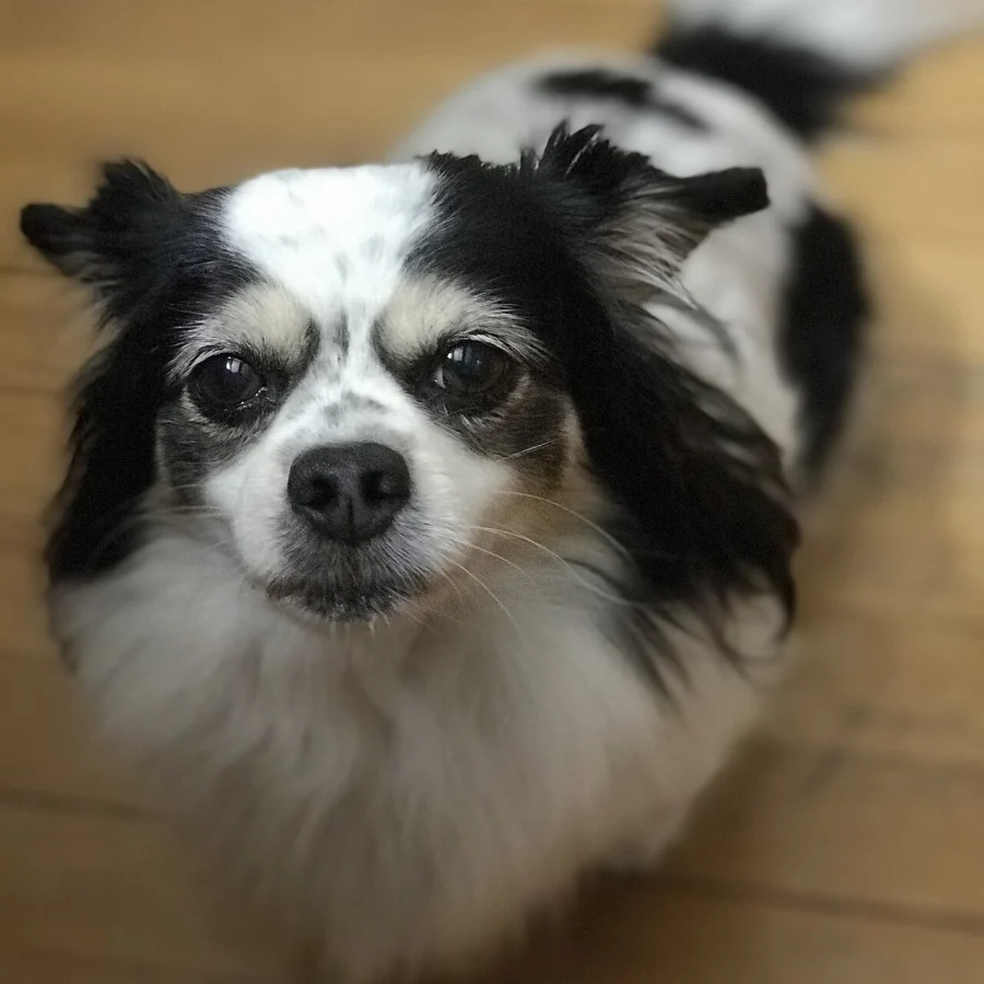 Chihuahua
