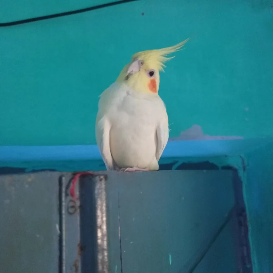 Cockatiel
