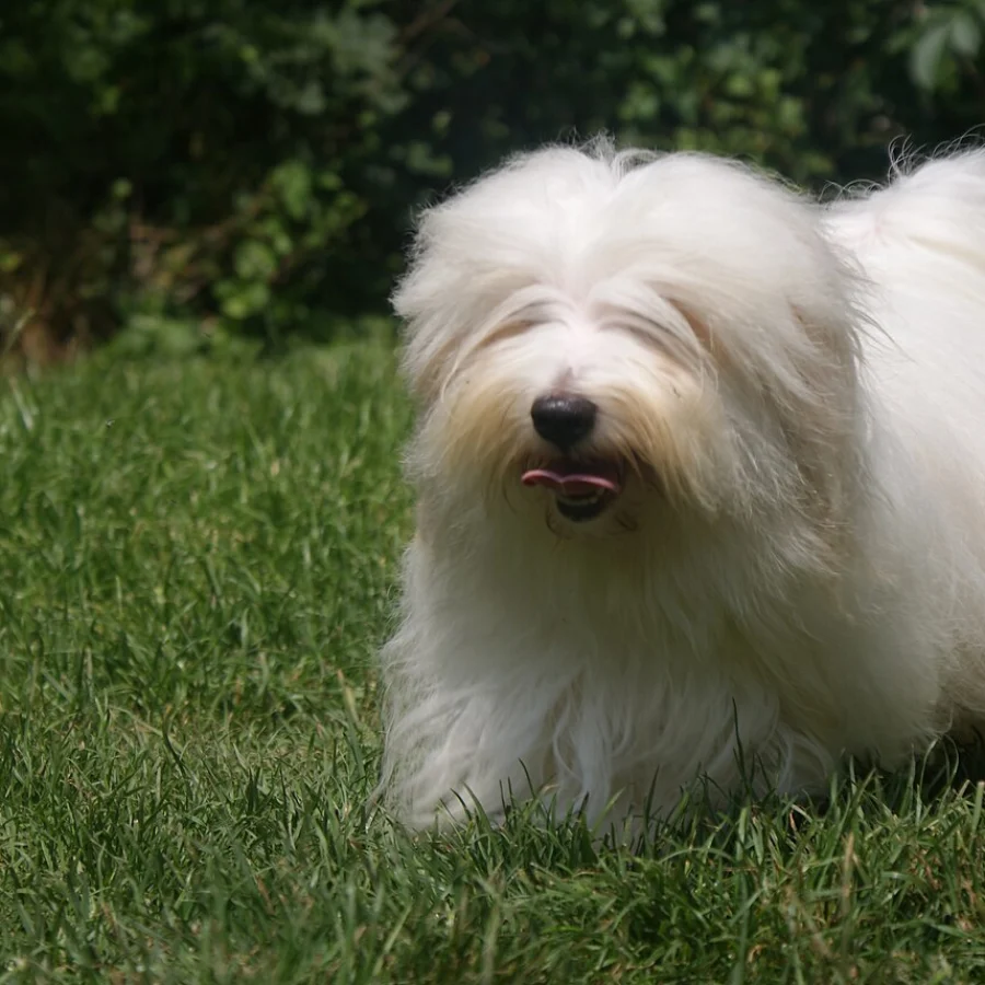 Coton de Tulear