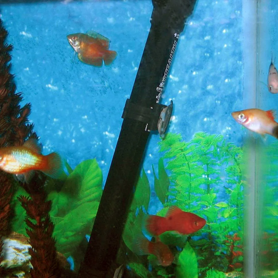 Cüce Gourami
