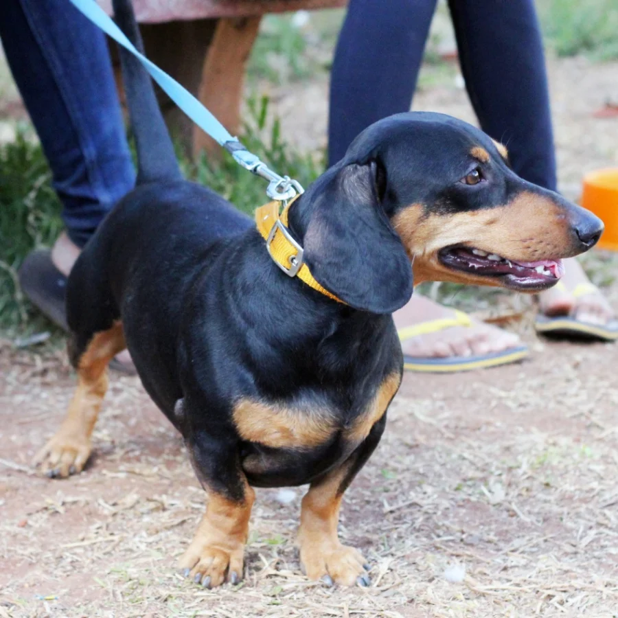 Dachshund