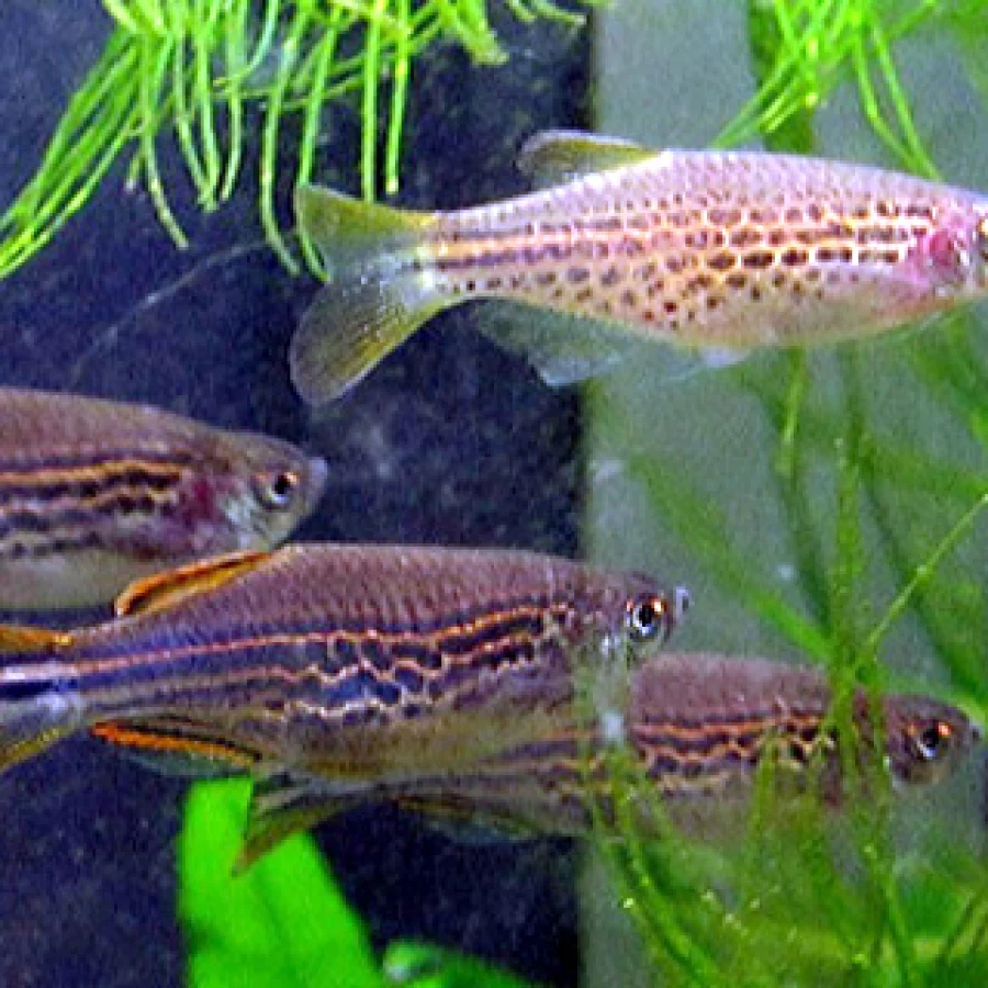 Danio