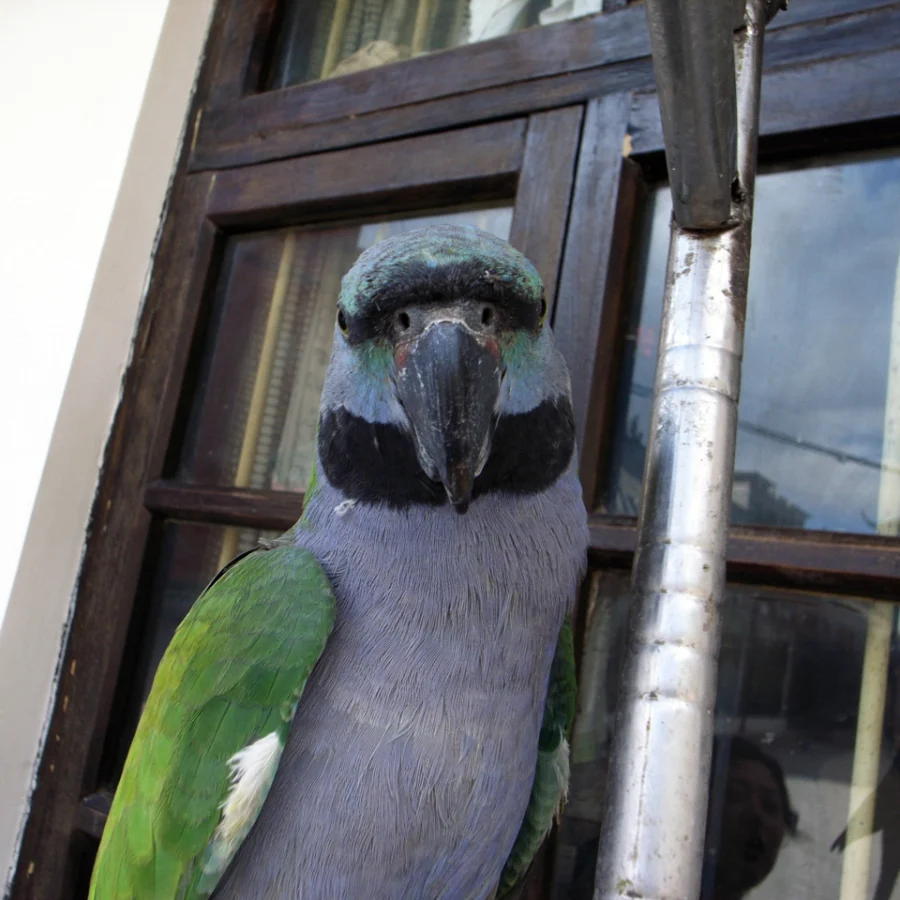 Derbyan Parakeet