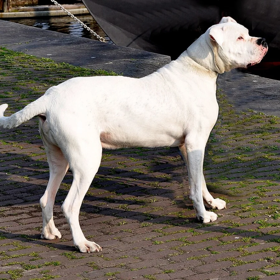Dogo Argentino
