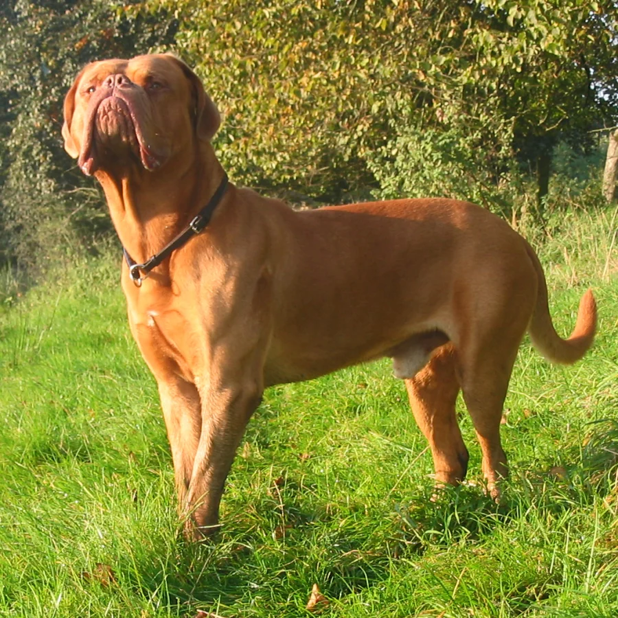 Dogue de Bordeaux