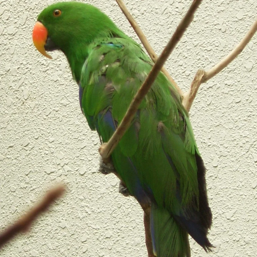 Eclectus Papağanı
