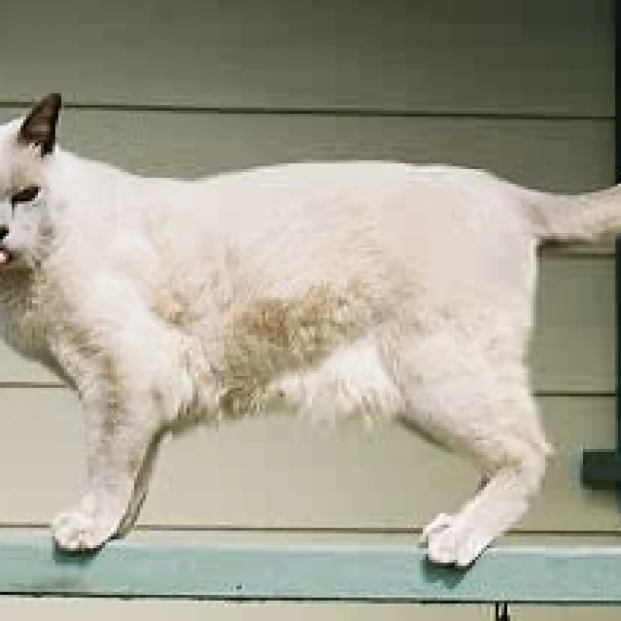 European Burmese