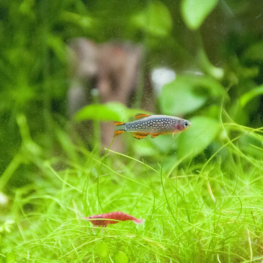 Galaxy Rasbora