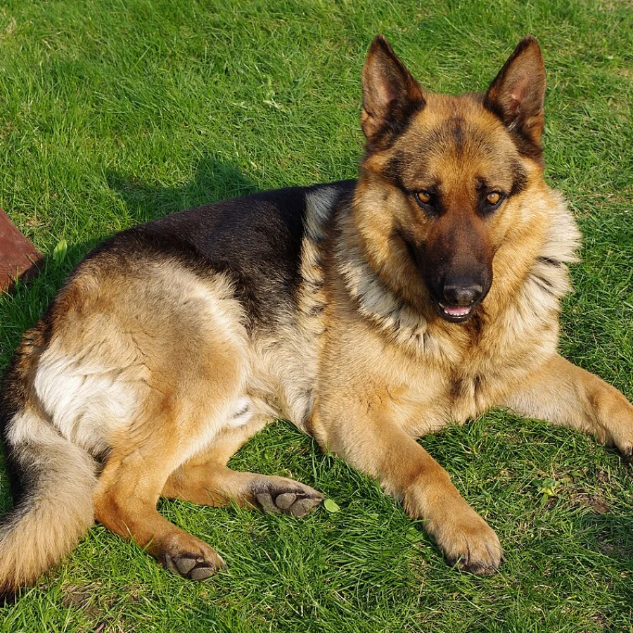 German Shepherd