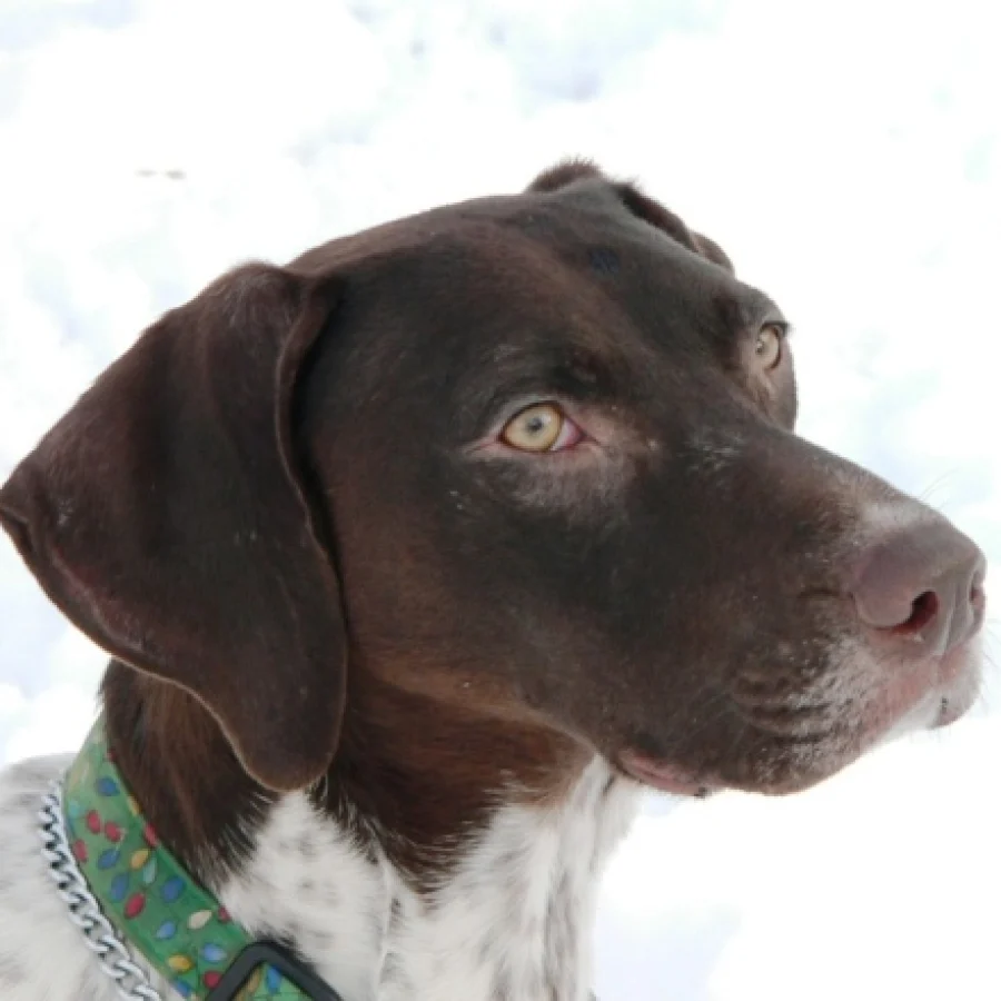 German Shorthaired Pointer