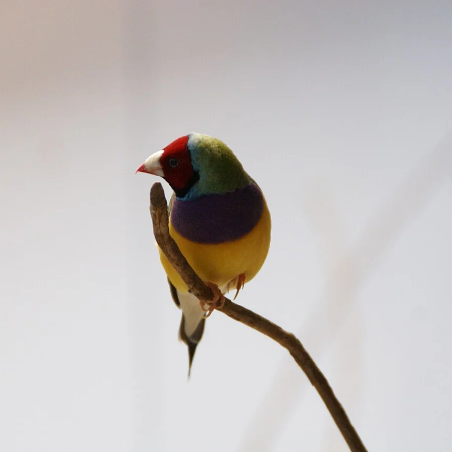 Gouldian Finch