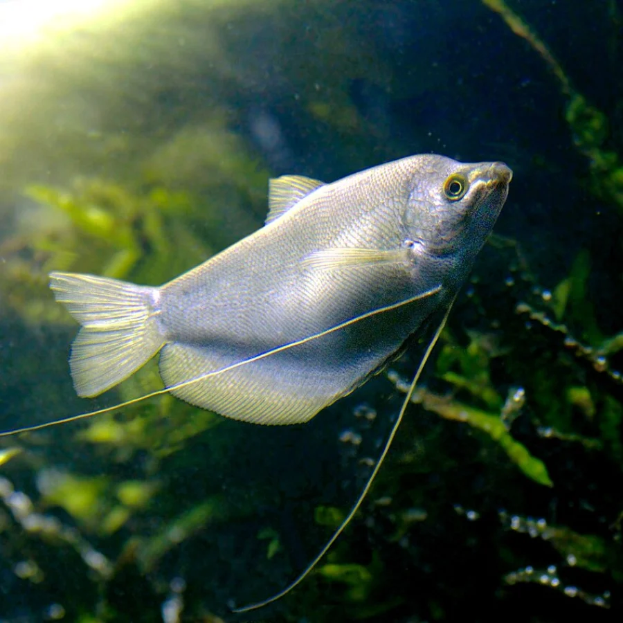 Gourami