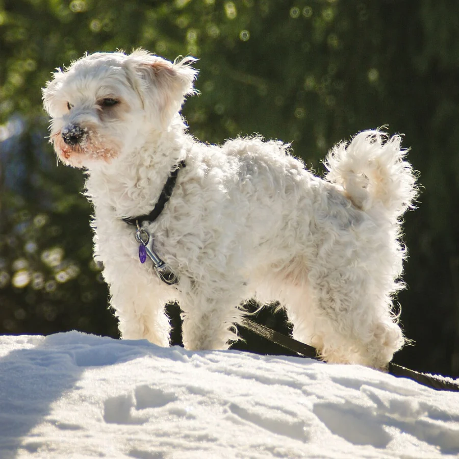 Havanese