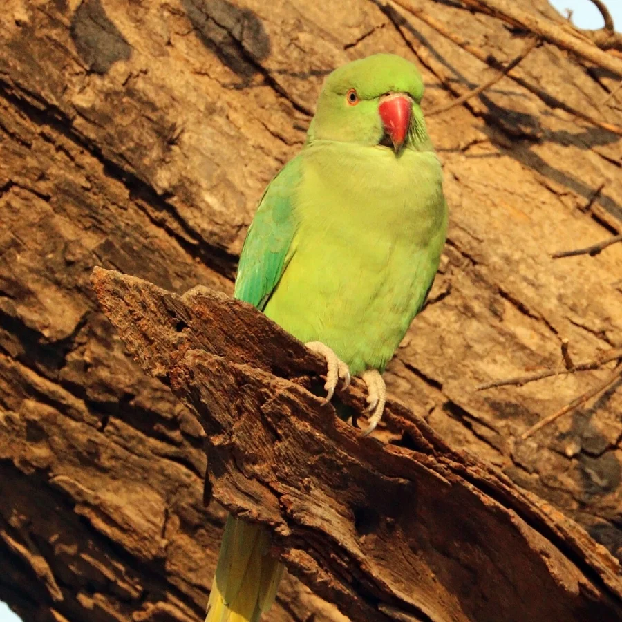 Hint Ringneck