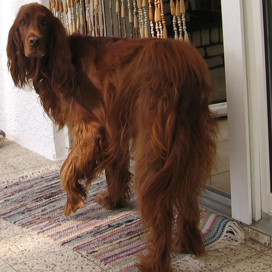 Irish Setter