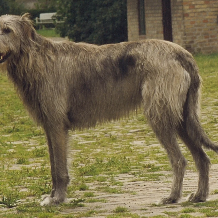 Irish Wolfhound