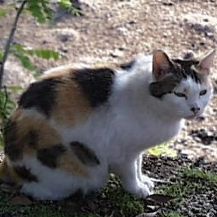 Japanese Bobtail