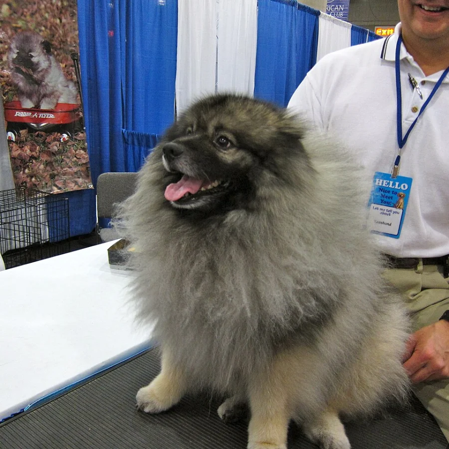 Keeshond