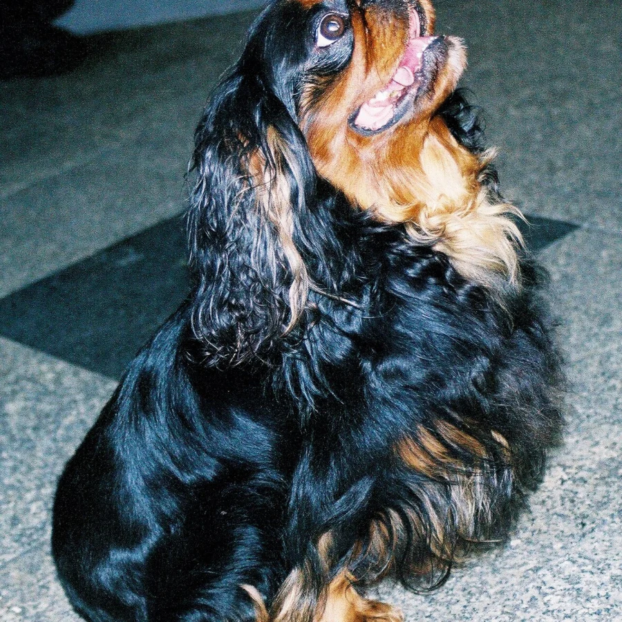 King Charles Spaniel