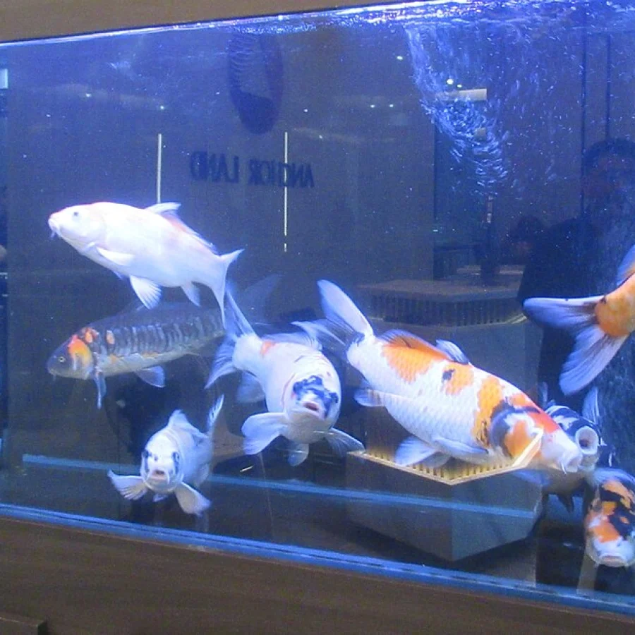 Koi Balığı