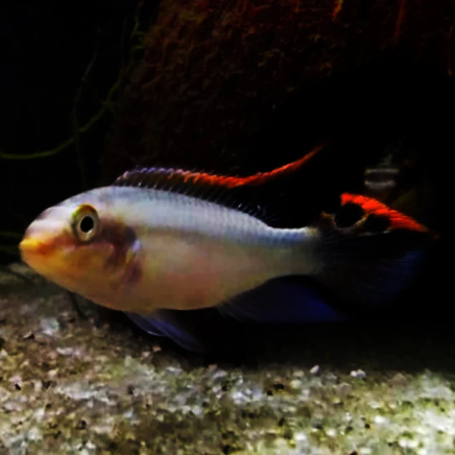 Kribensis