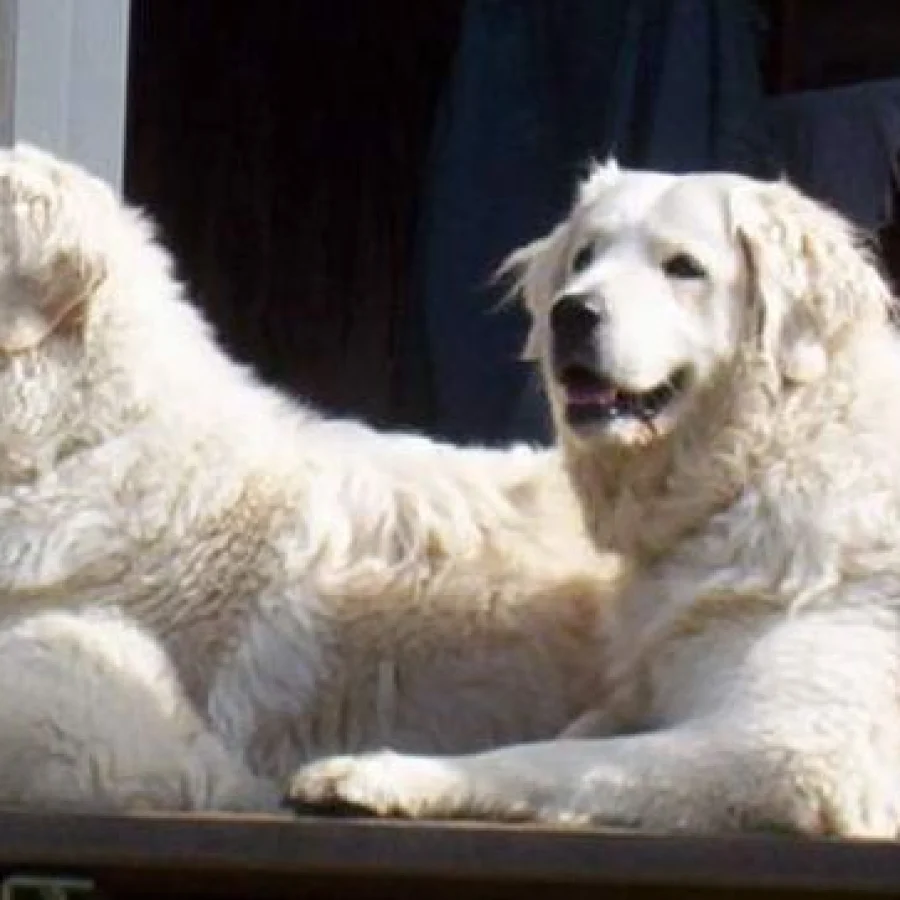 Kuvasz