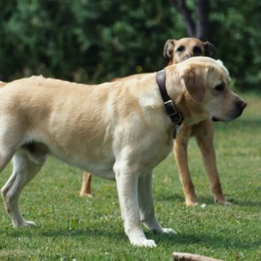 Labrador Retriever