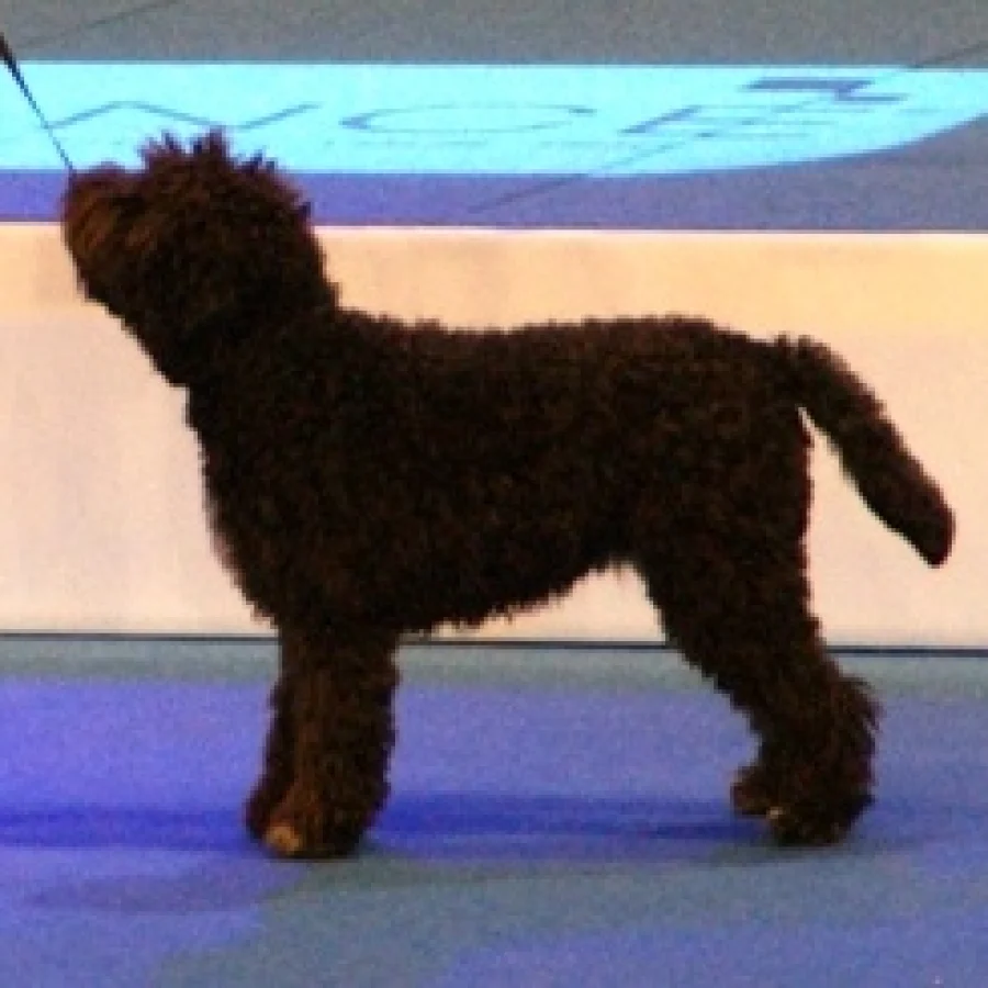 Lagotto Romagnolo