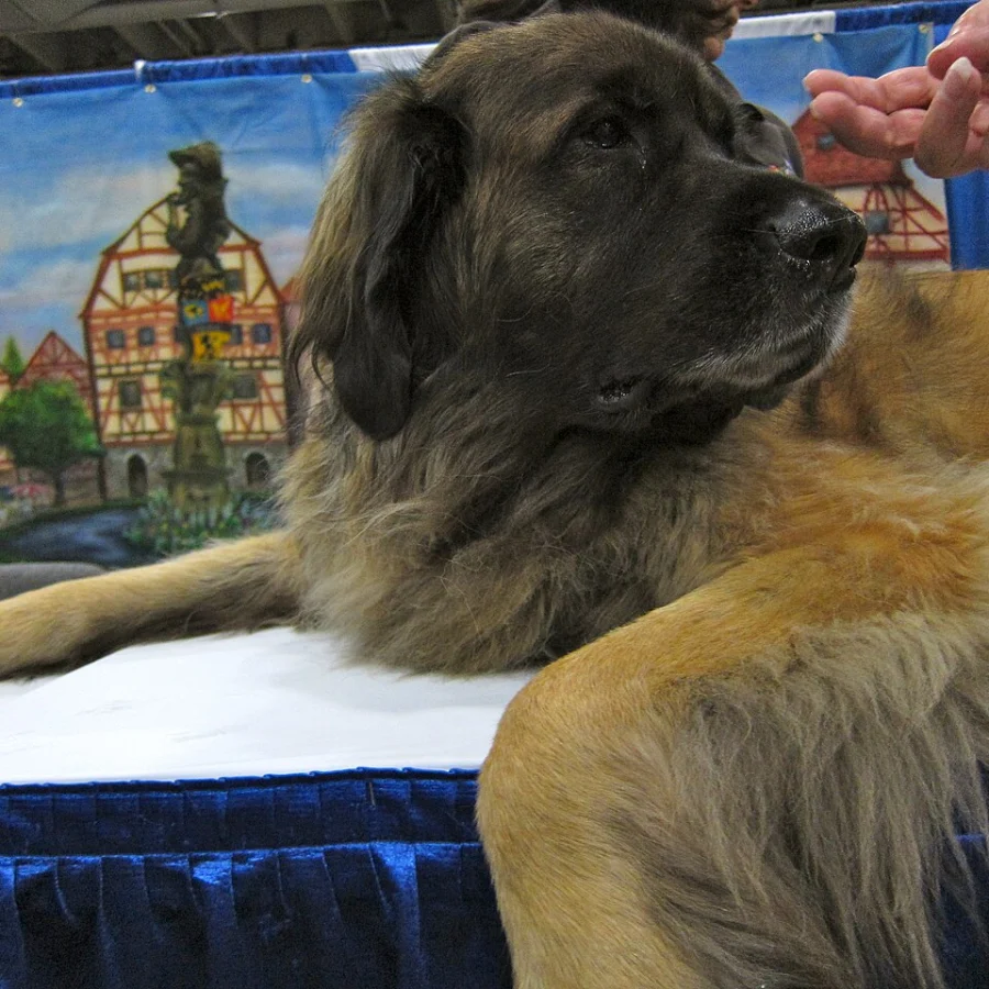 Leonberger