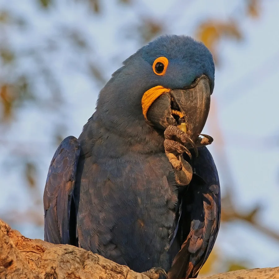 Macaw