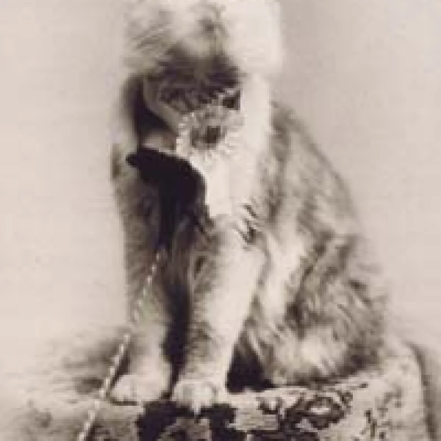 Maine Coon