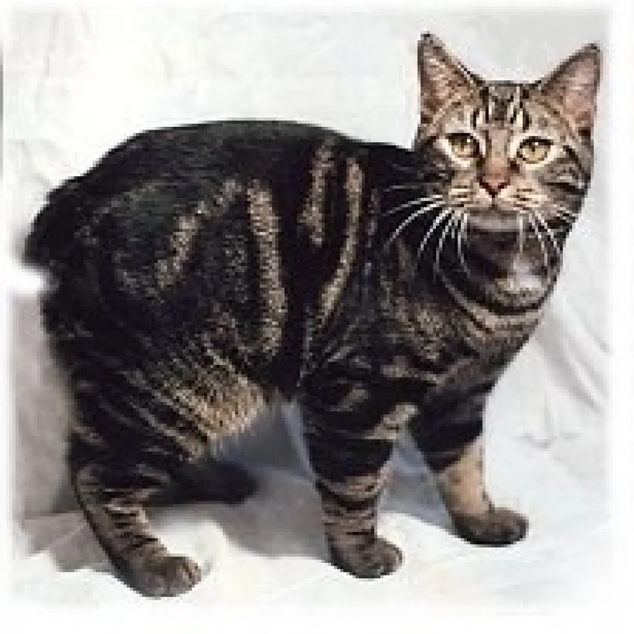 Manx