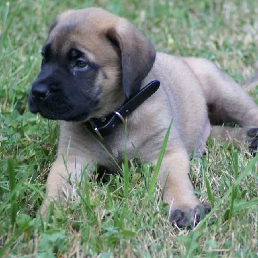 Mastiff